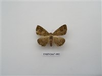 藏品(尺蛾204)的圖片